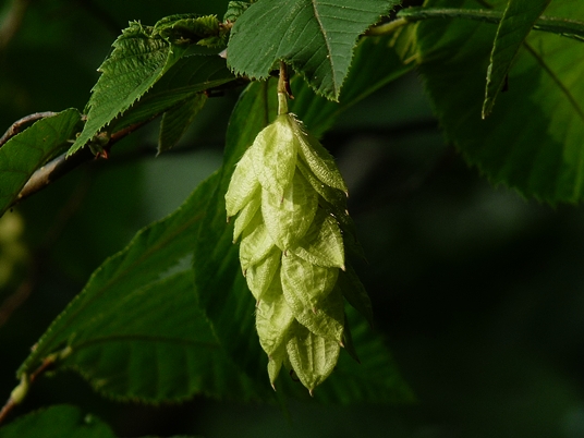 {Ostrya virginiana}